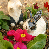 白黒ウサギ[おすわり]